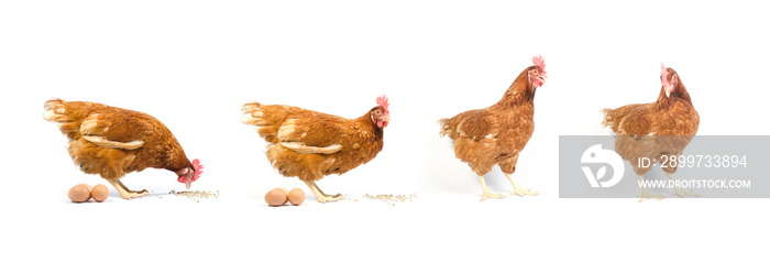 一组隔离在白色上的棕色鸡肉，工作室拍摄。