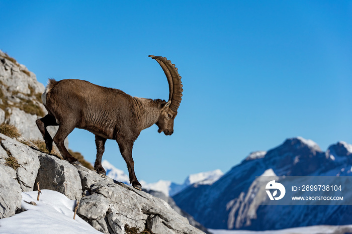 Bouquetin des Alpes (Capra ibex) mâle marchant sur le rocher. Alpes. France.