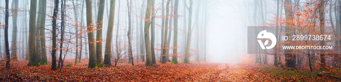 Misty autumn forest with tree silhouettes in Lorraine, France. Beech trees close-up