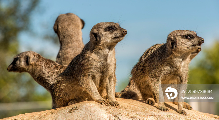 Suricates en position de guet à Saint-Aignan, Loir-et-Cher, France