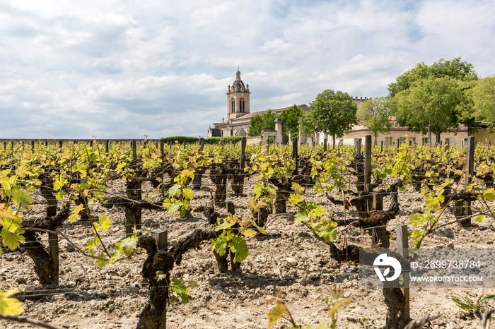 Vignoble à Margaux (Médoc, France), près de Bordeaux