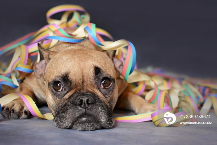 Cute brown French Bulldog dog lying on ground covered with colorful party paper blow out streamers