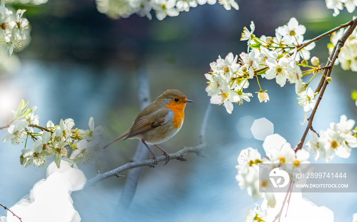 Red Robin (Erithacus rubecula) bird close up in the spring garden