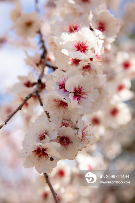 close up on almond flower on branch tree