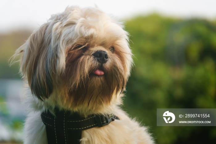 Brown shih poo sits on the green grass outside and look around.