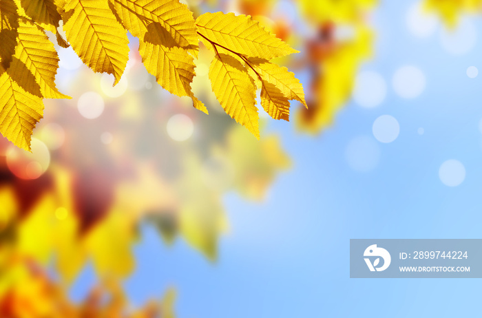 Autumn background. Yellow leaf in autumn park on a blurred sky background