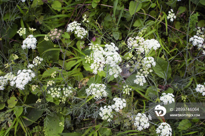 野生植物（Pimpinella anisum或茴香）的景色。图片拍摄于Bl的特拉布宗市