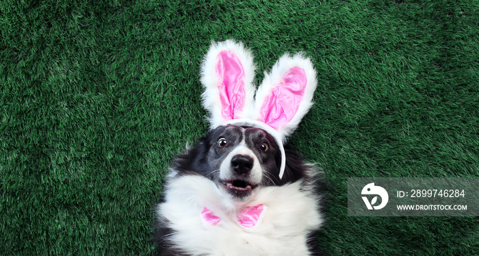 Happy dog with pink bunny ears laying on grass