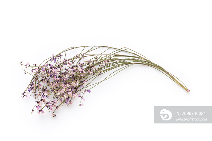 Dried flowers on white background. Flat lay, top view.