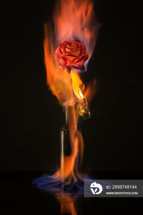 Burning rose on black background