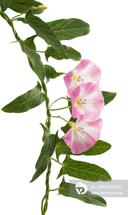 分离的花bindweed