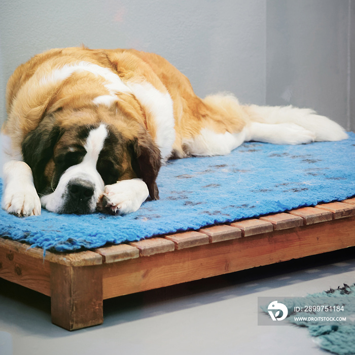 Saint Bernard dog at breeding kennel in Martigny Switzerland