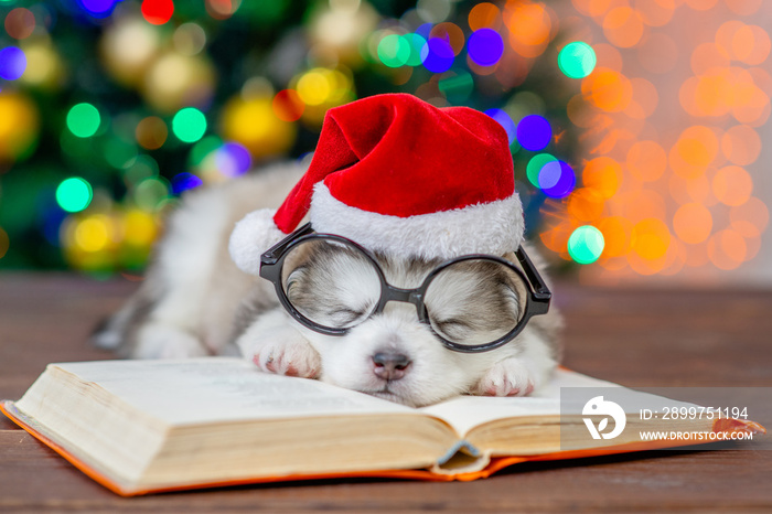 Funny Alaskan malamute puppy wearing a red santa hat and eyeglasses sleeps on the book with Christma