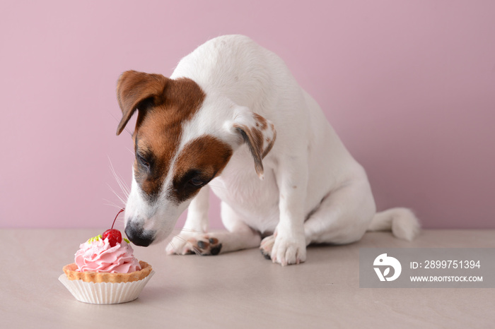 Cute funny dog eating cake near color wall