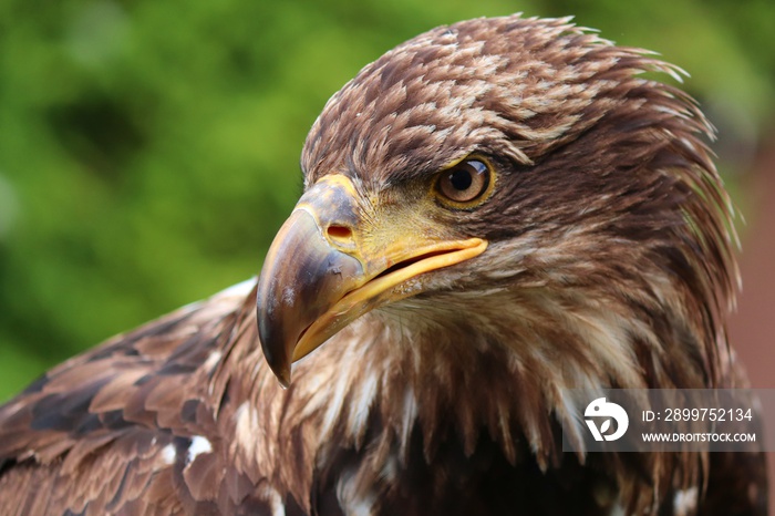 Steinadler in der Nahaufnahme