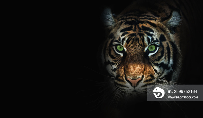 close up on  tiger, black background