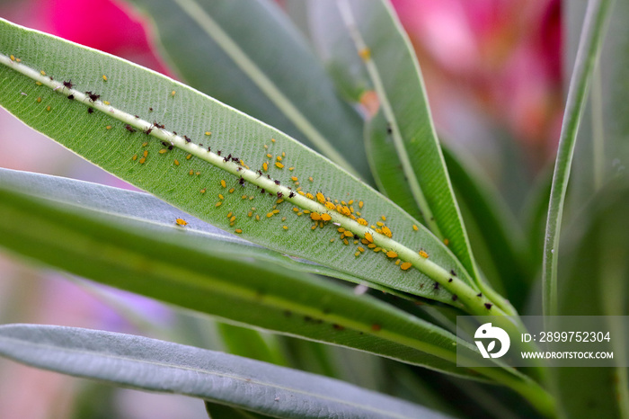 夹竹桃上的苦苣蚜虫群落。它是蚜虫科的一种蚜虫，常见名称包括o