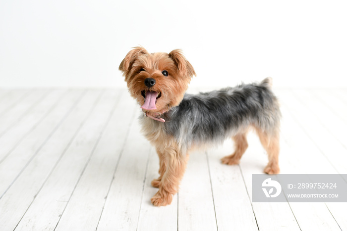 Portrait of cute Yorkshire Terrier on white wood studio background