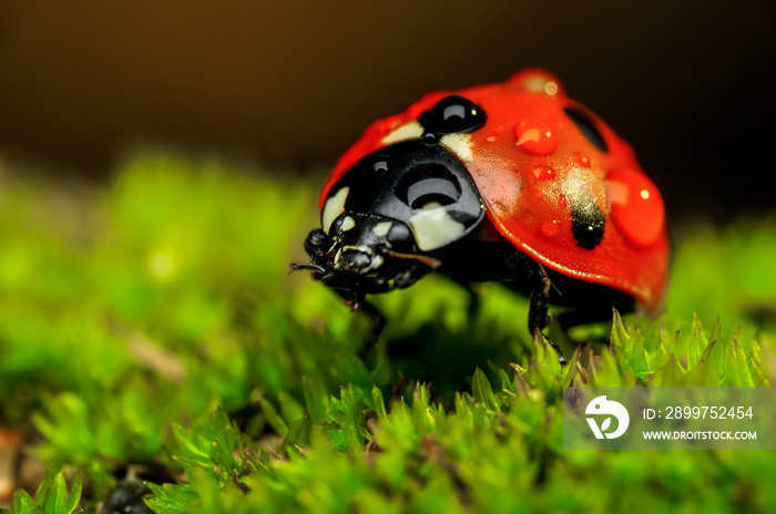 Beautiful ladybug on leaf defocused background