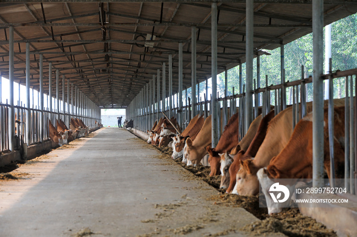 Workers work in beef cattle farms, China