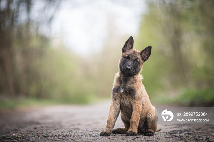 可爱的小狗，比利时牧羊犬malinois dog