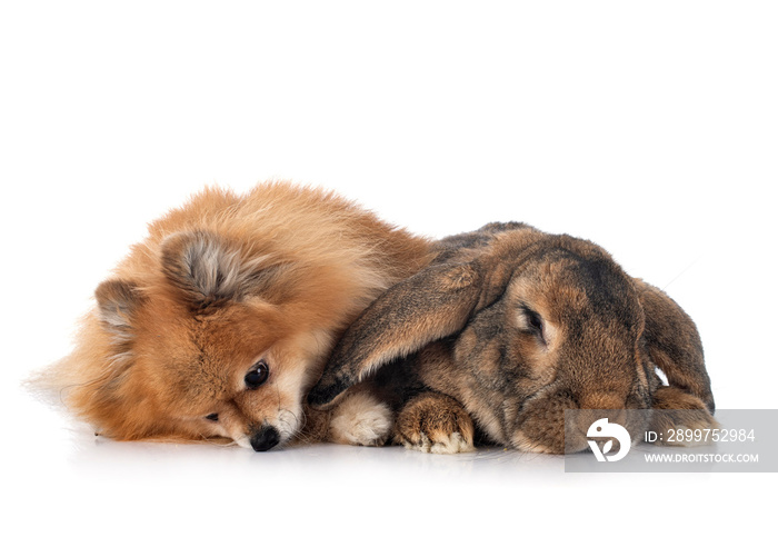 Flemish Giant rabbit and spitz