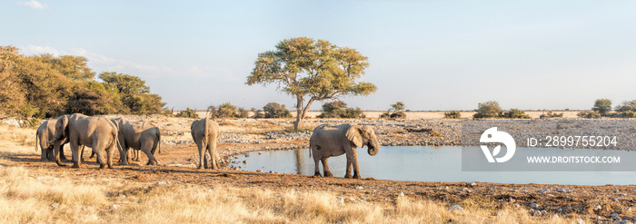 elephants in Namibia