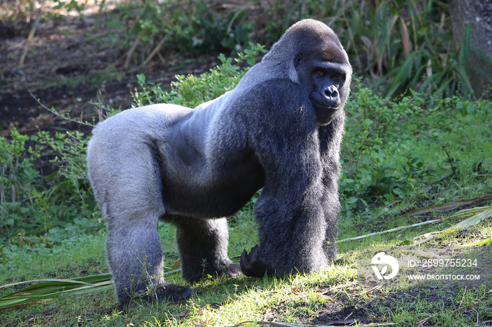 Lowland Gorilla silver back male