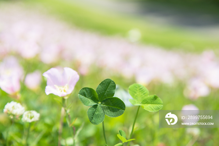 四つ葉のクローバーと月見草の花