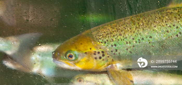 SALMÓN ATLÁNTICO - ATLANTIC SALMON (Salmo salar)