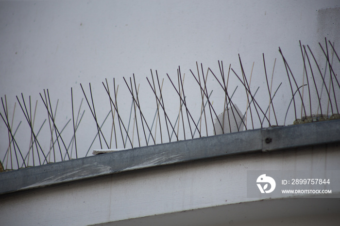 Bird control spike on the facade of a building in the city