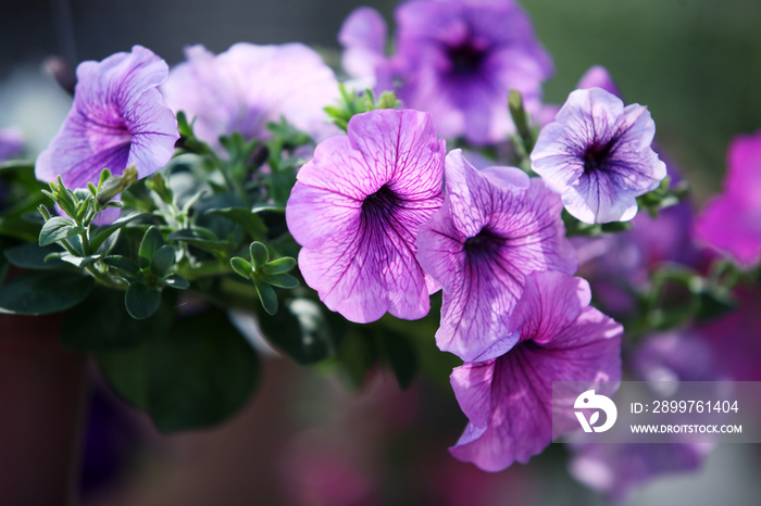 purple petunia flower