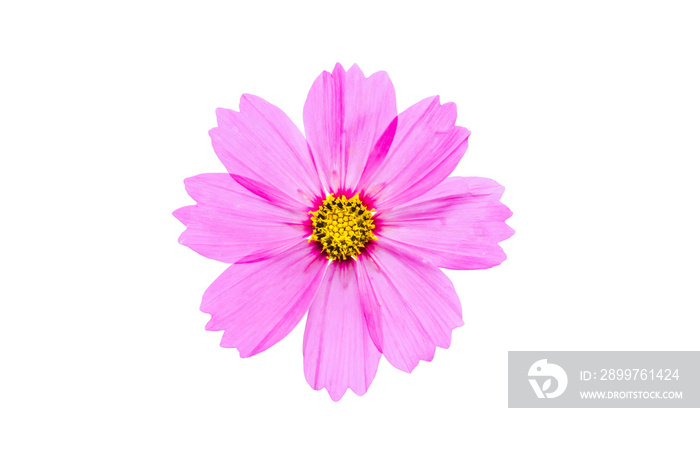 Pink cosmos flower isolated on white background with clipping path