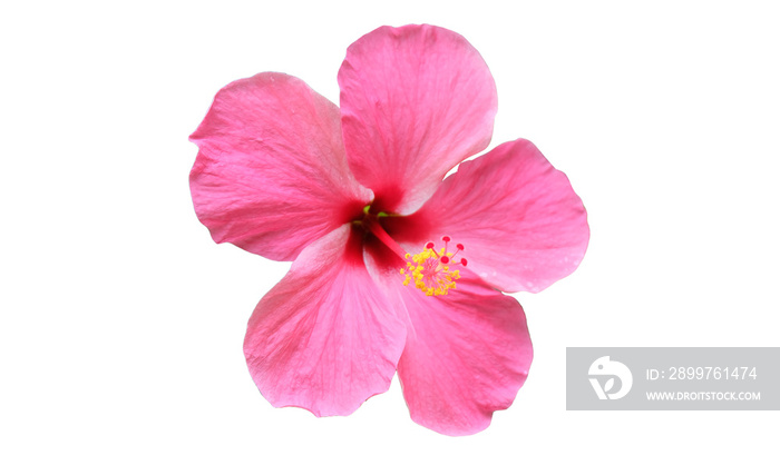 isolated​ Hibiscus flower on​ white​ background.​ pink  flower​ on​ white​ background.