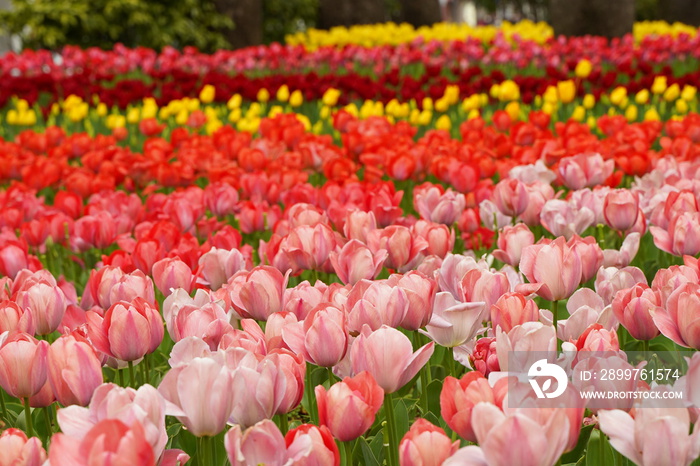 Colorful tulip flowers are blooming  at tulip field at Yokohama, Kanagawa, Japan. March and April in