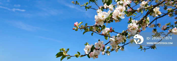 Apple tree branch isolated on blue sky background.