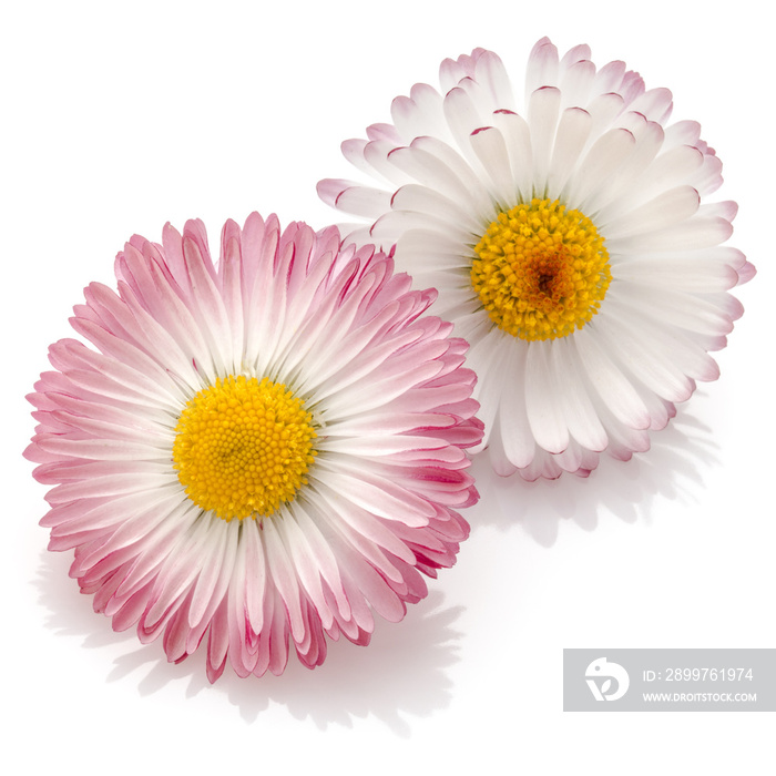 Beautiful daisy flowers isolated on white background cutout