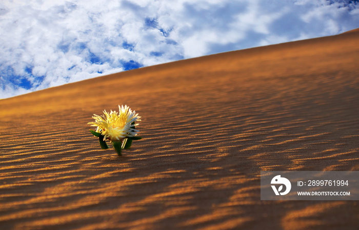 yellow flower grows on a sand dune in the Namib desert