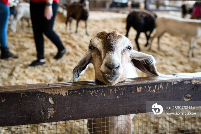 Goat inside petting pen at fair.