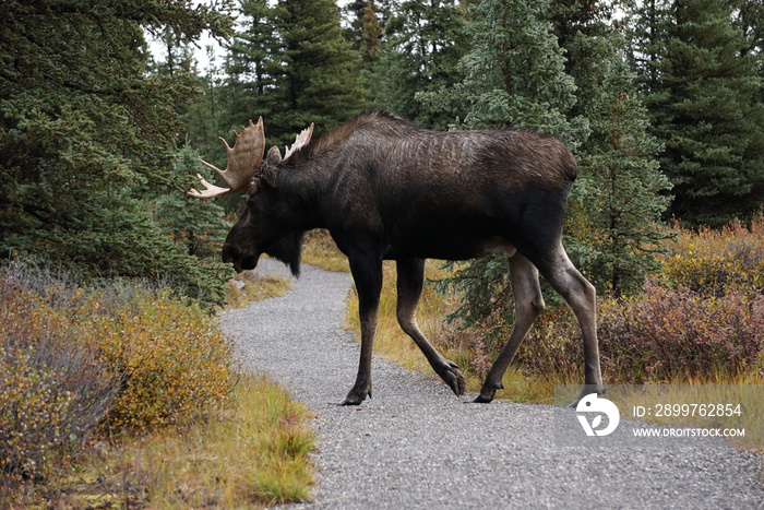 Beautiful wild moose bull in National park Denali in Alaska