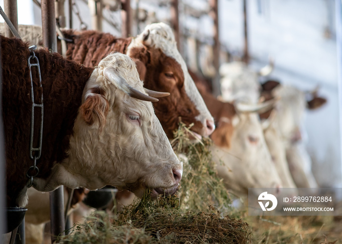 Cows eating hay in stable