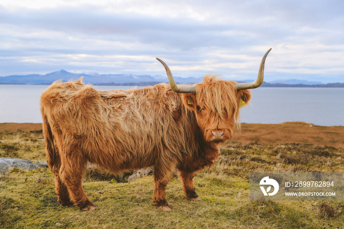 Highland cattle in winter, Kalnakill, Scottish highlands