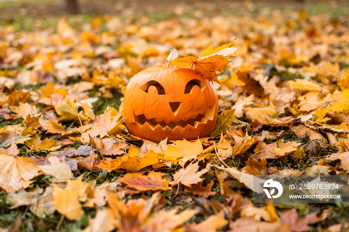 Halloween concept. Orange pumpkin for Halloween outdoors in orange autumn leaves.