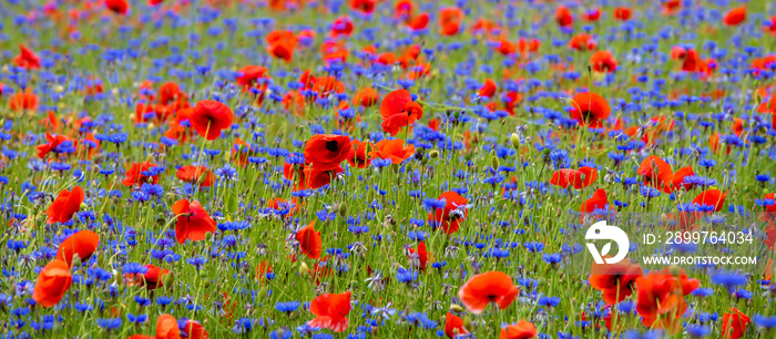 A field with flowers Centaurea cyanus and Poppy