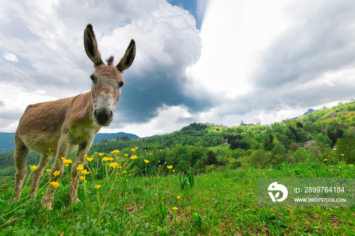 Donkey in the meadows of the Bergamo pre-alps Italy