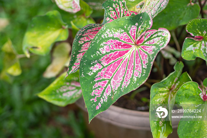 美丽的双色Caladium bicolor（Aiton）Vent.或叶菜女王。五颜六色的红叶