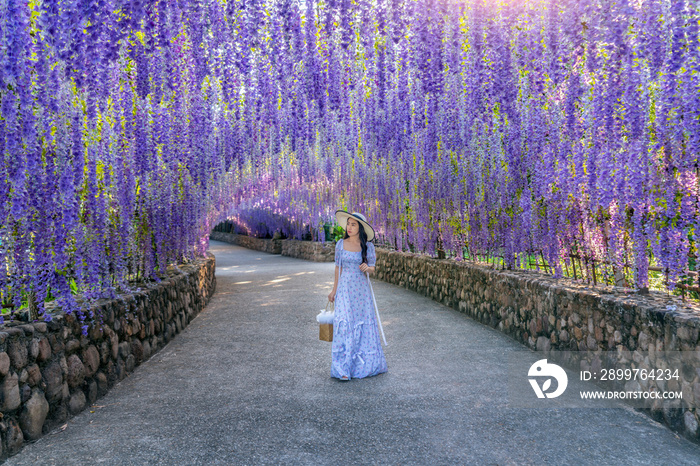Beautiful girl walking at purple flower tunnel in Chiang Rai, Thailand.
