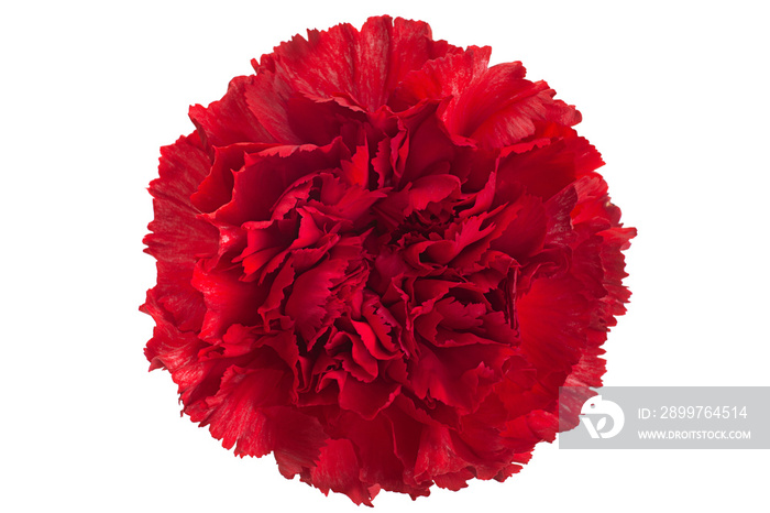 Red carnation flower