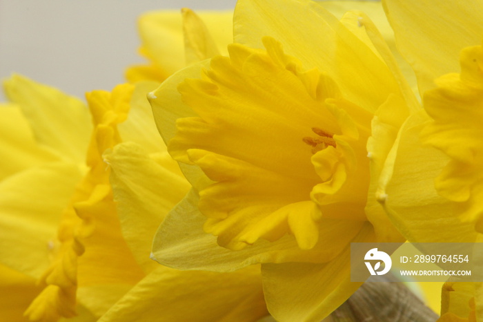 A close up photograph of a daffodil head, national flower of Wales, St Davids Day