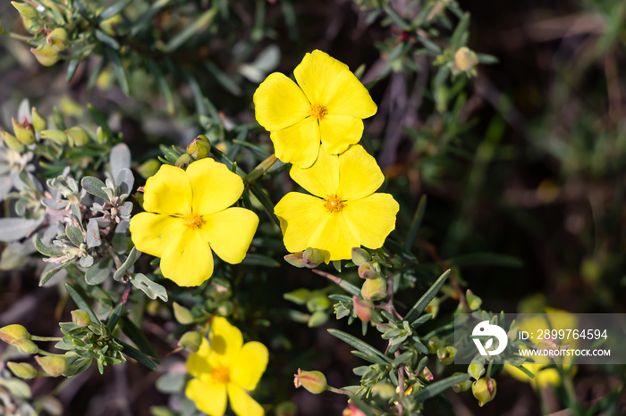 Yellow jagz, Halimium calycinum, is a species in the Cistaceae family Also know as Cistaceae Cistus 